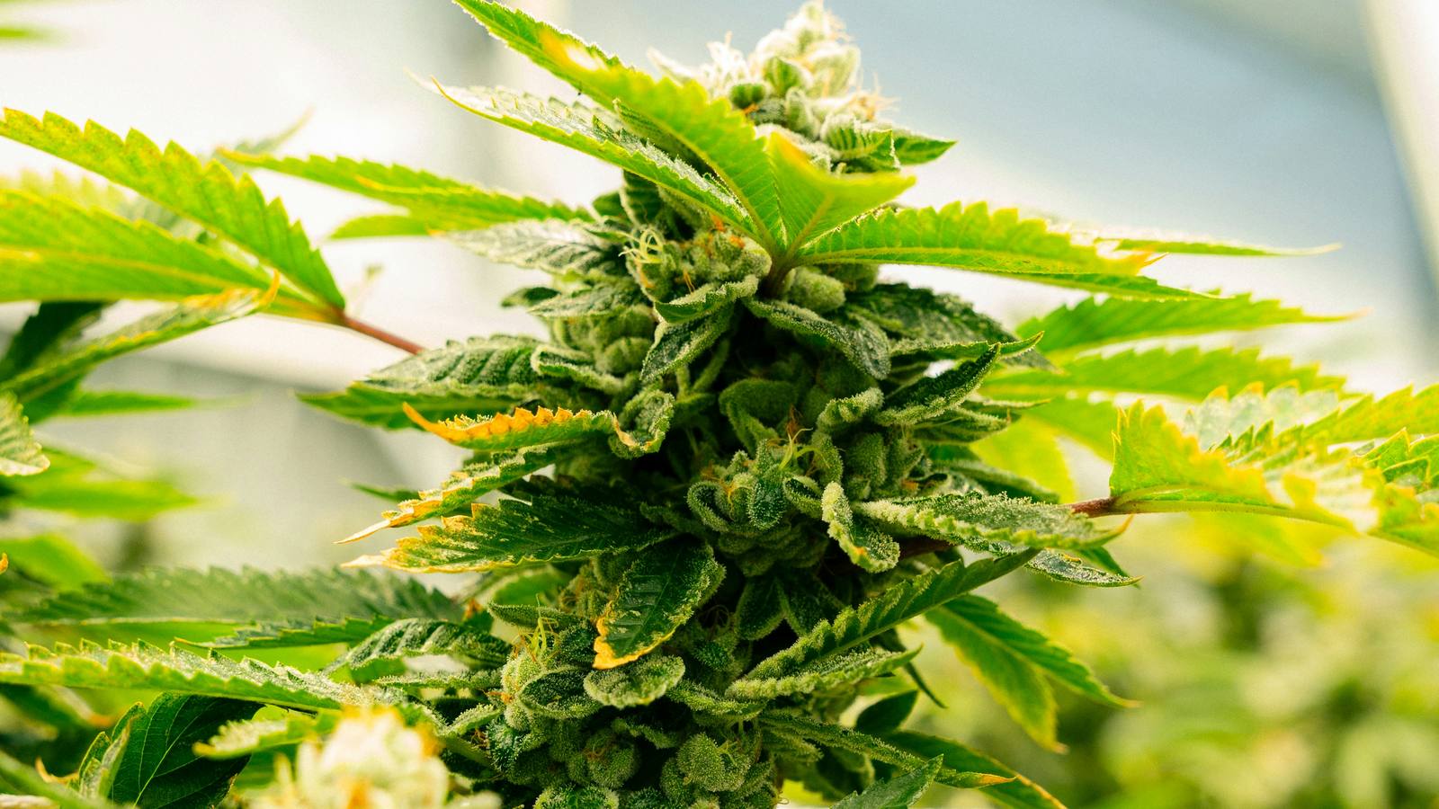 Close-up of a frosty CBD hemp flower