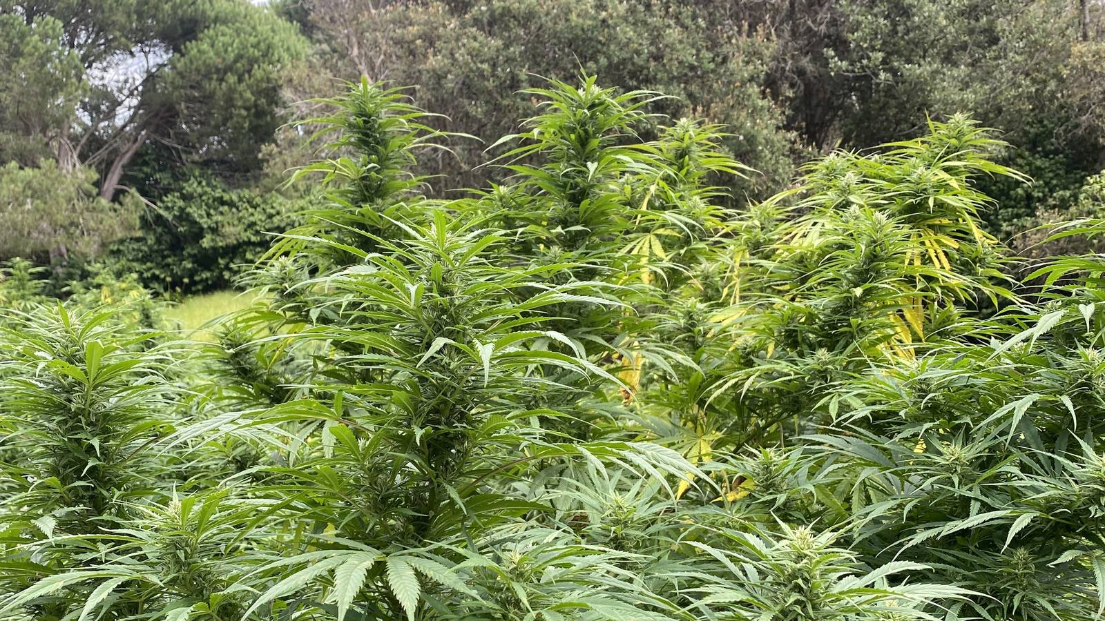 Flowering hemp plants growing in a Far North field