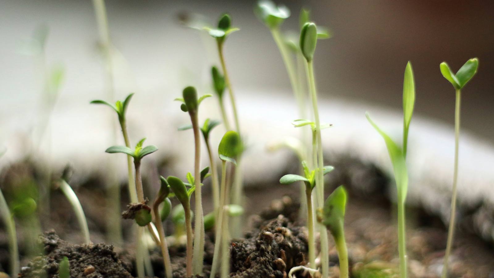 Hemp seedlings emerging from soil